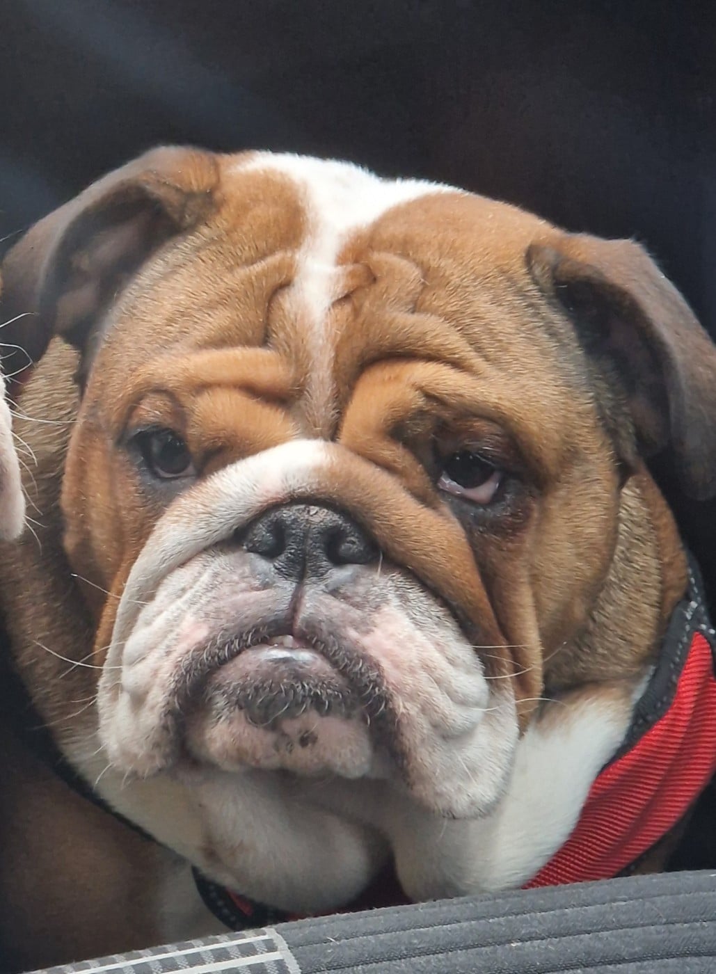 Publication : Du Monde Des Bulls 