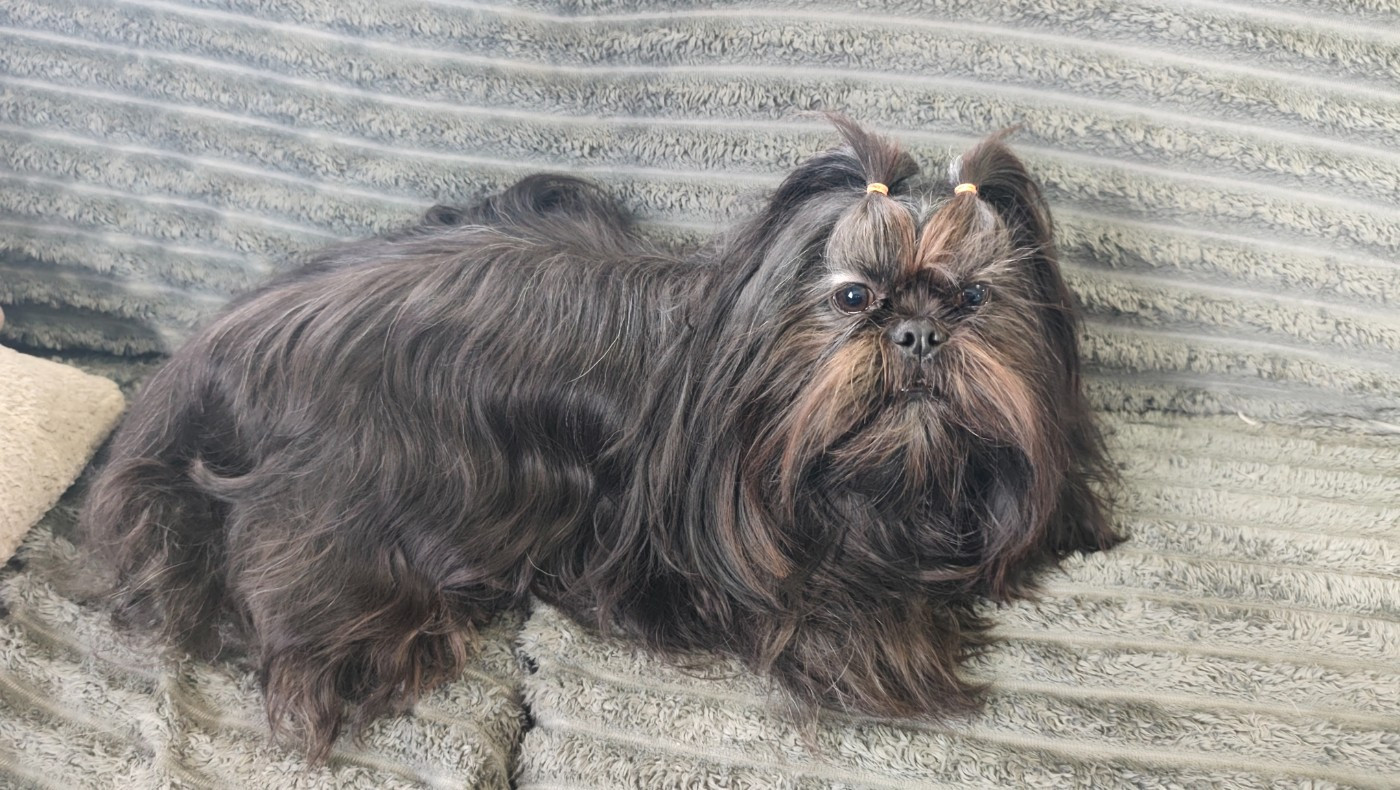 Publication : Des Amours D'Arelaune 