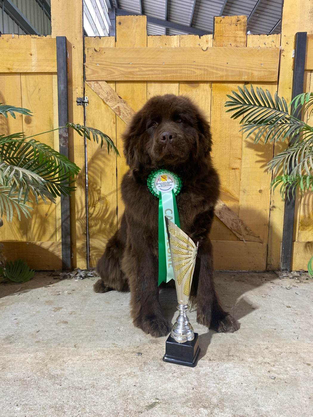 Publication : Du Domaine Des Ours Noirs 