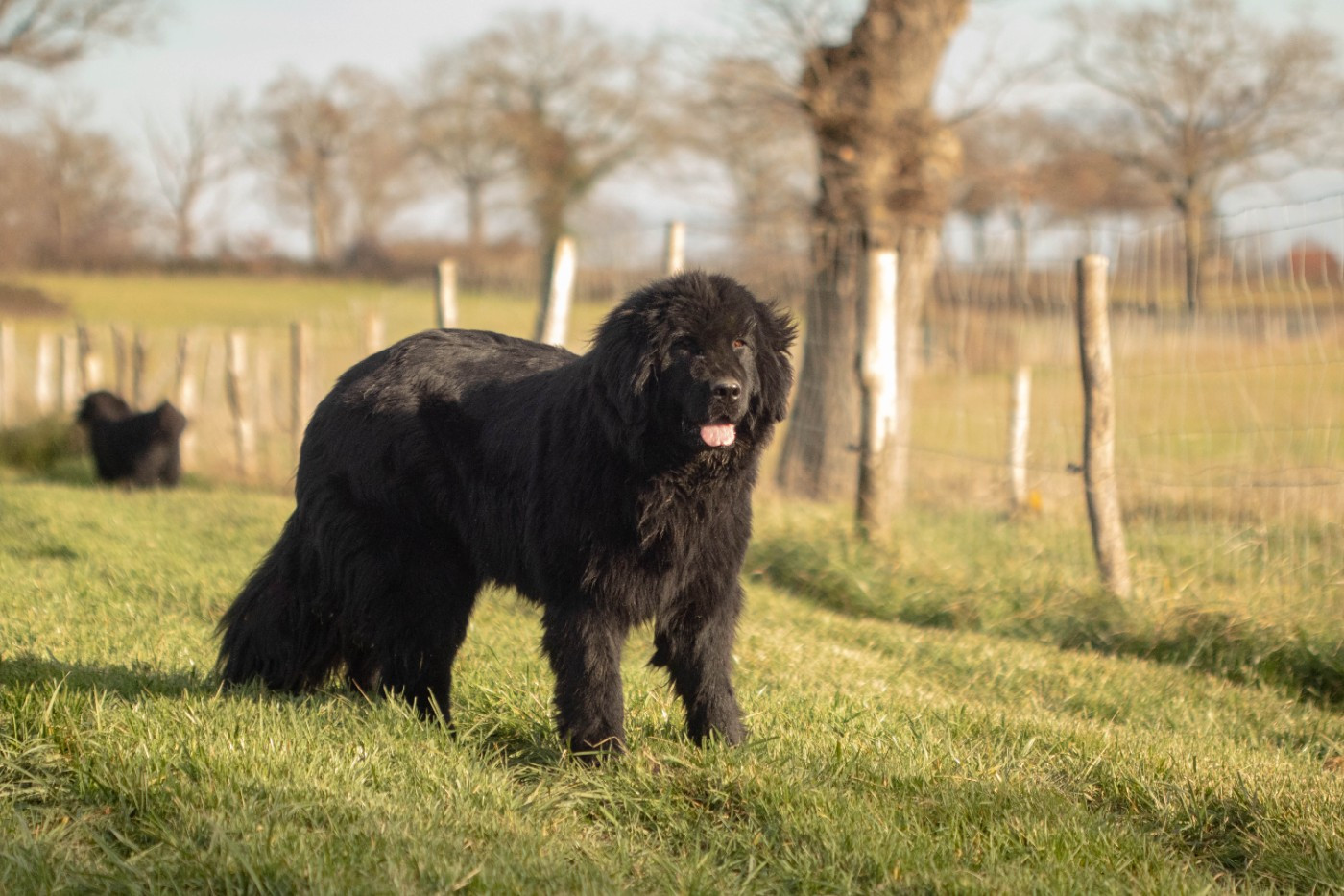 Publication : Du Domaine Des Ours Noirs