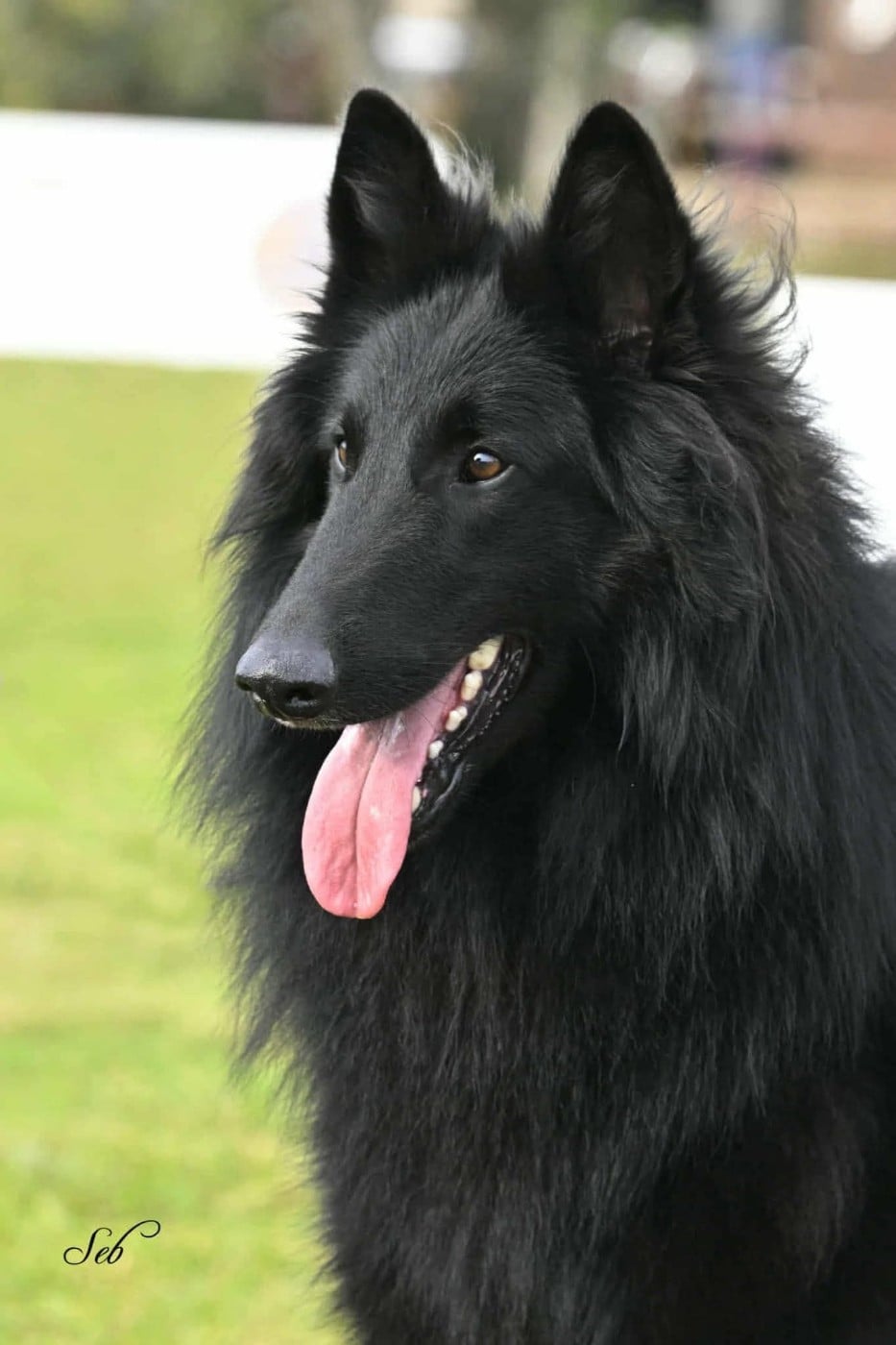 Publication : des étangs sauvages Auteur : Aurore Clavel