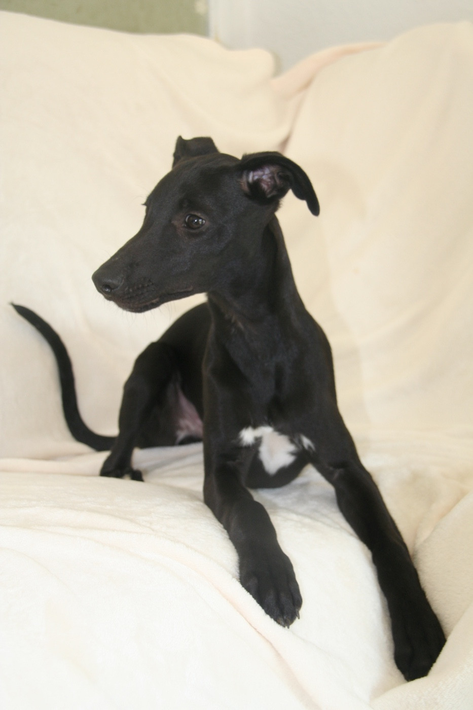 Publication : Du Domaine Rose Chardon 