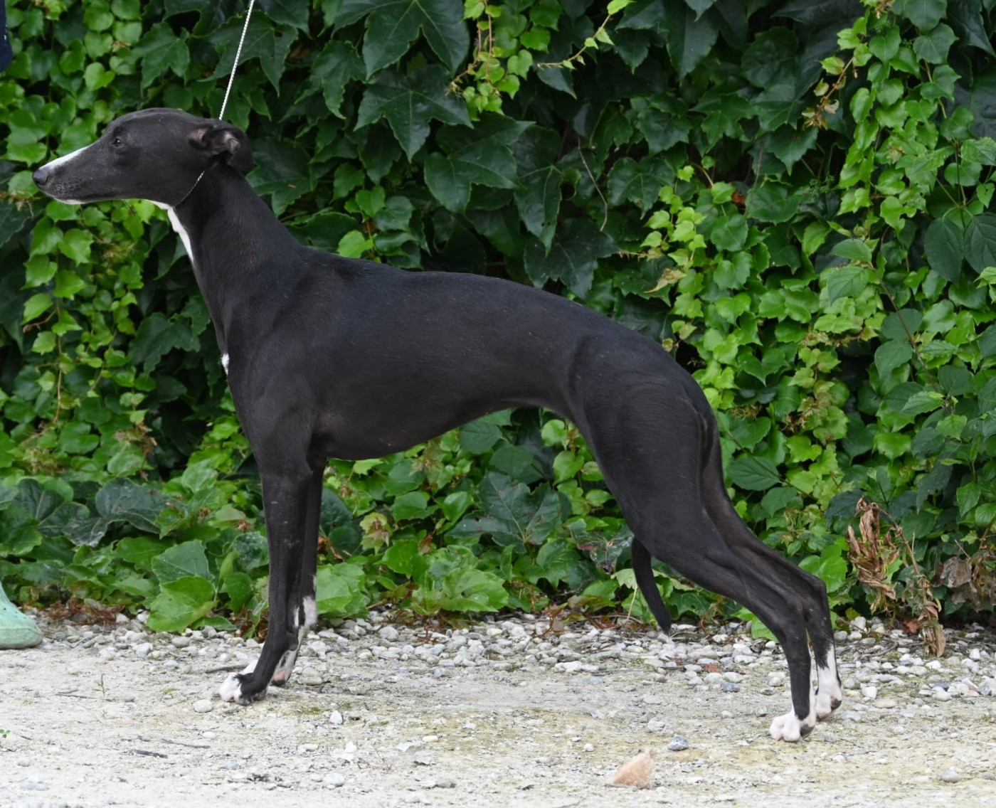 Publication : De La Truffe Sacrée 