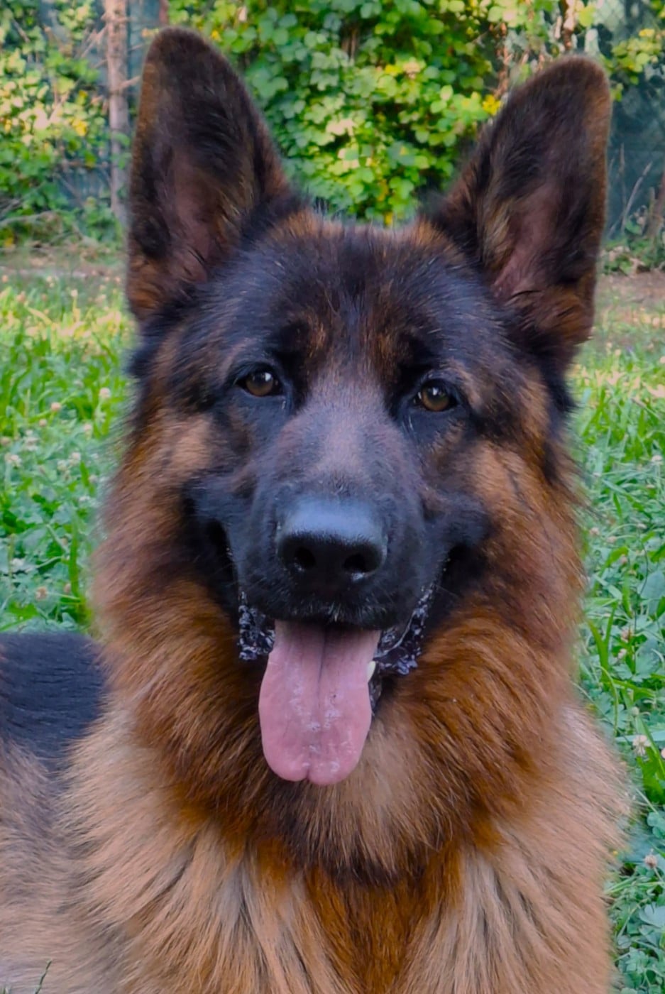 VEIT Du fosse des pandours