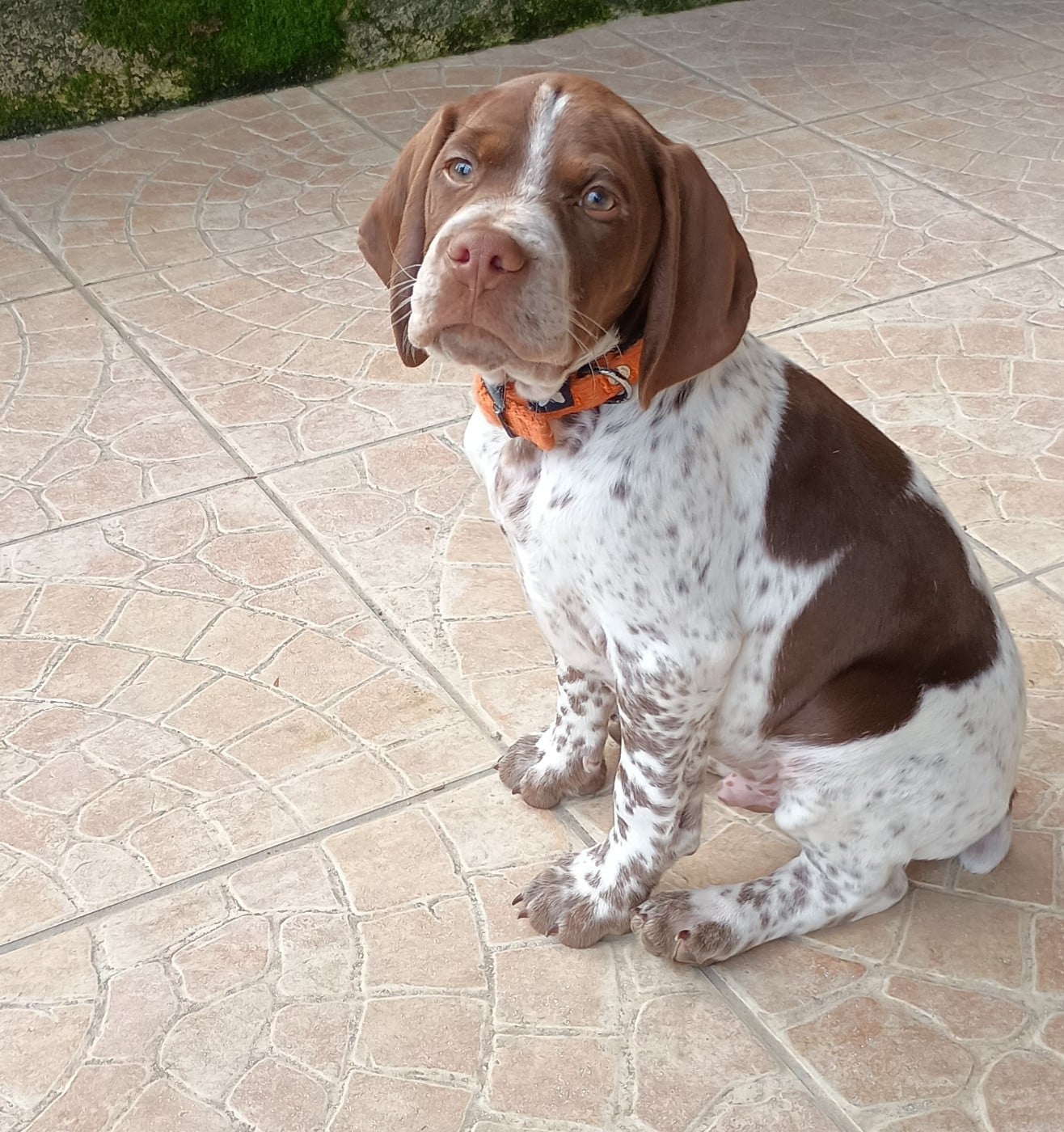 Publication : Des Côteaux de l'Autonne Auteur : mélanie Pabis