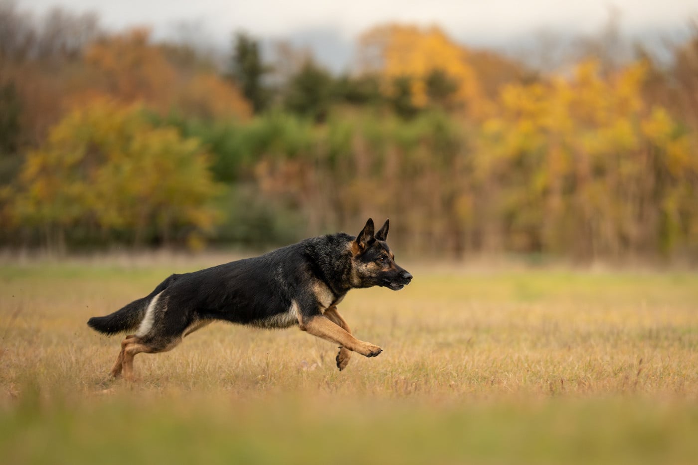Publication : Du Haras Des Melezes 