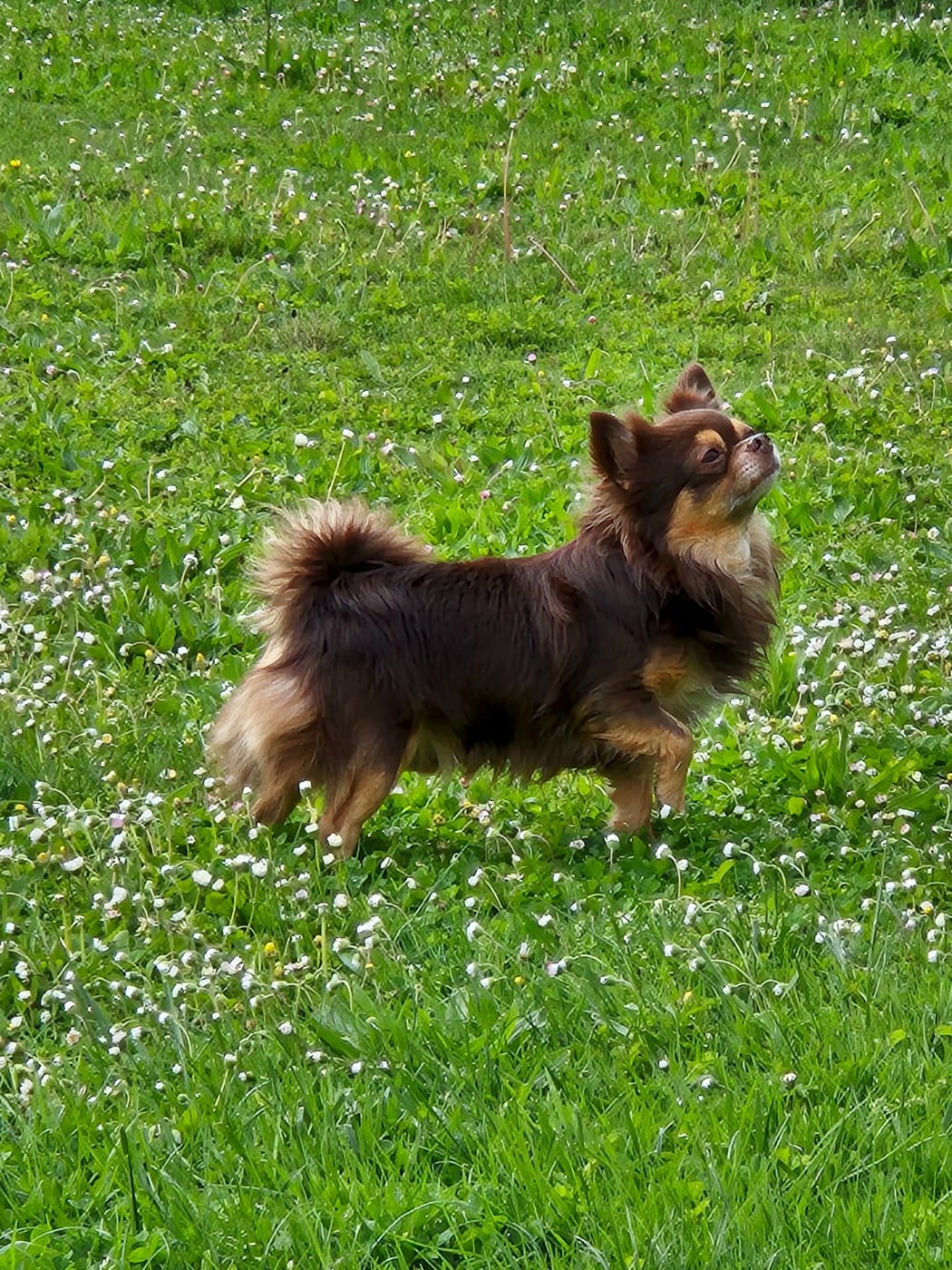 Publication : Des Merveilles D'Hawaï Auteur : Béatrice BISIAUX