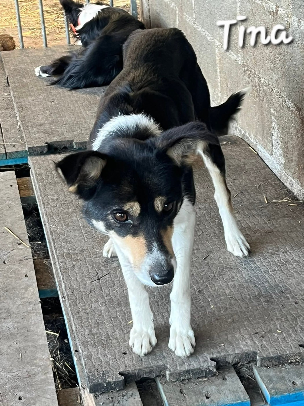 Publication : Gwreiddiau'r Ci Defaid 