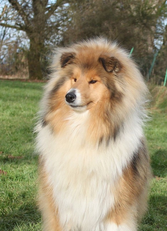 Publication : of Lowlands Green Valley Auteur : Laurence THEVENIN