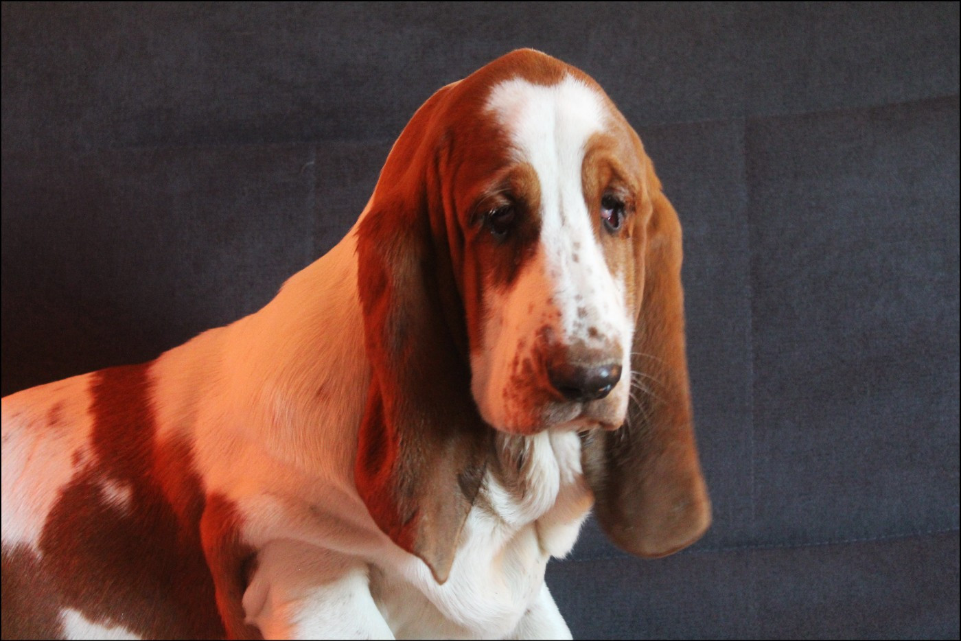 Publication : De La Flamme Sacrée D'Hestia Auteur : Mme Baer sophie