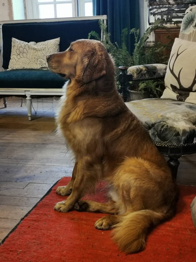 Ticefields man about town