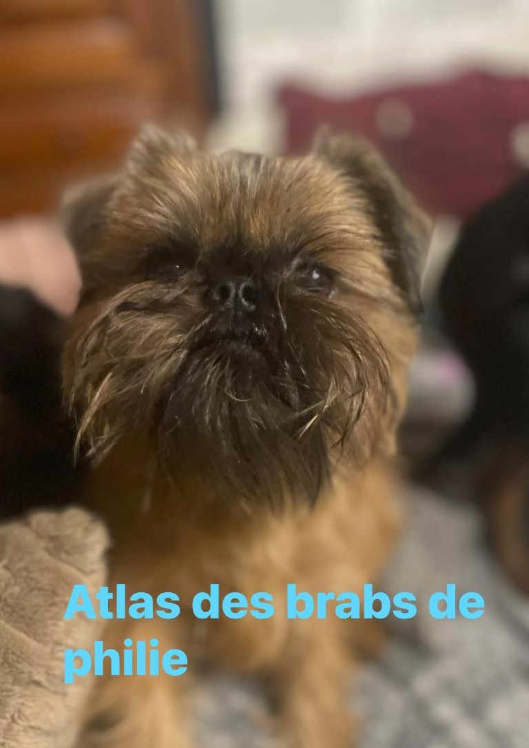 Publication : Des Brabs De Philie Auteur : Des Brabs de Philie