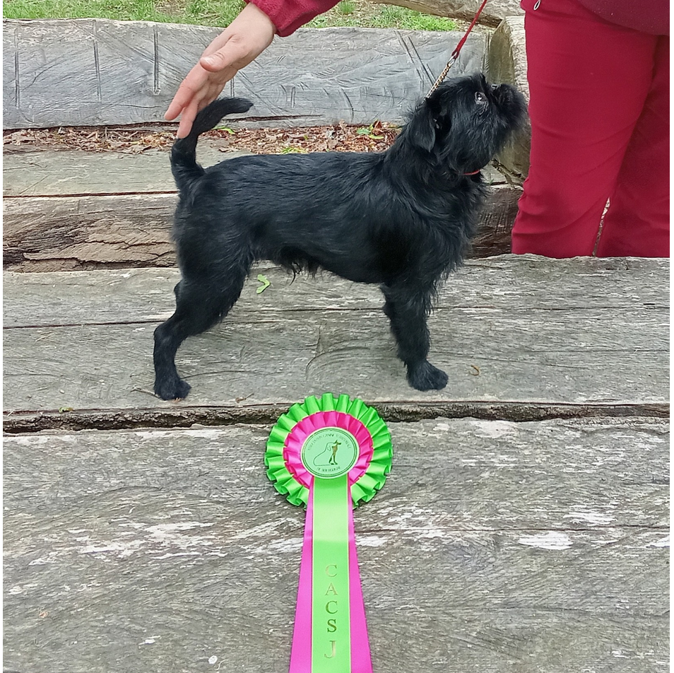 Volpone des terres de phoebus