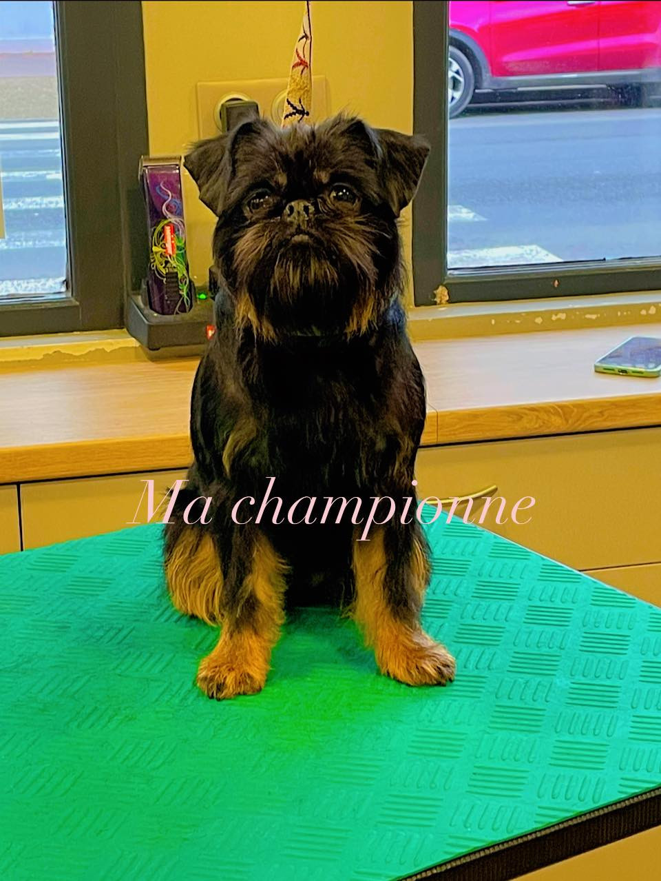 CH. Songe Des Brabs De Philie