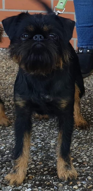 CH. Oudy des terres noires de saint-cyr