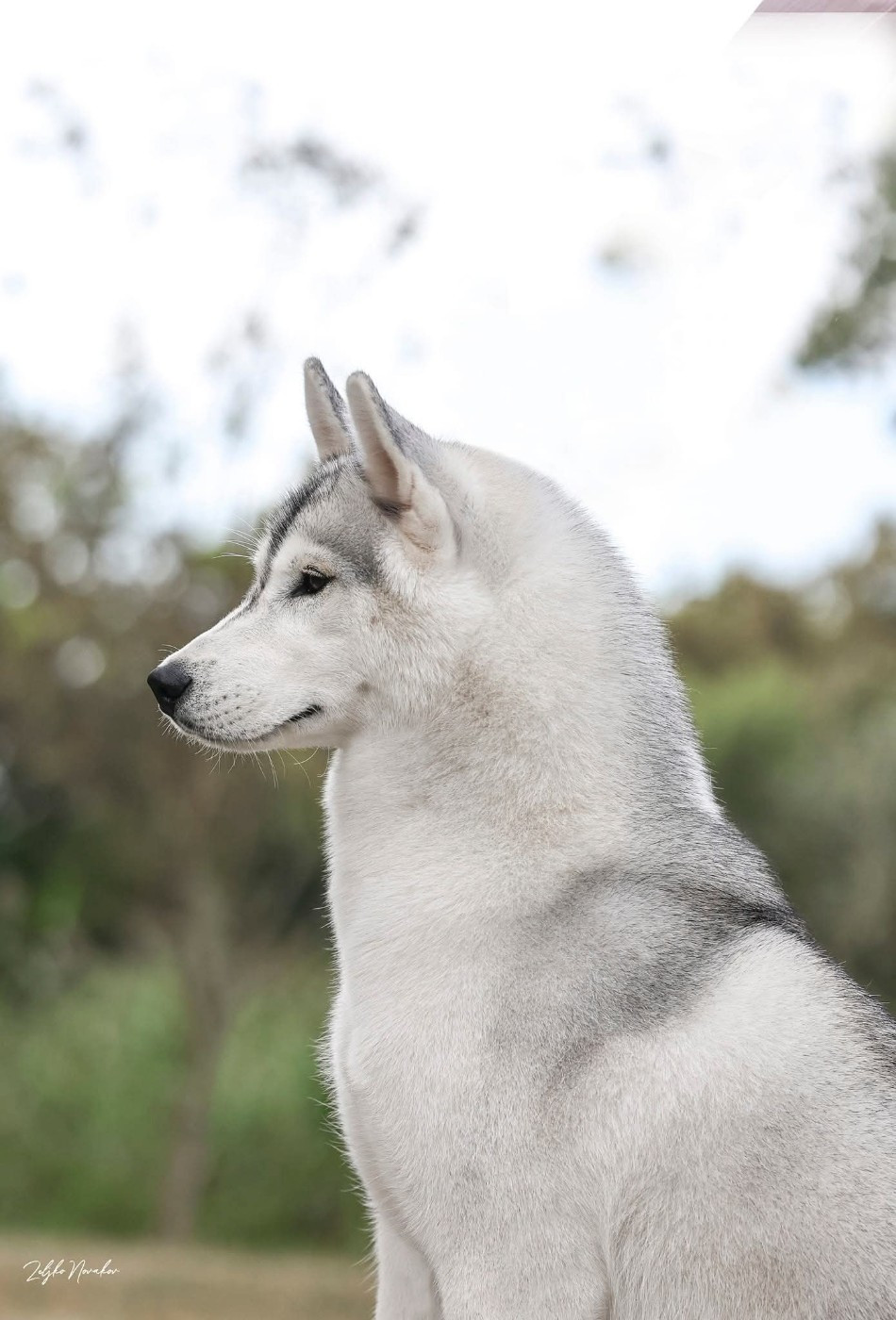 CH. X MAY of siberian lady