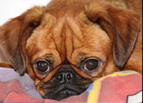 Mya Des Brabs De Philie