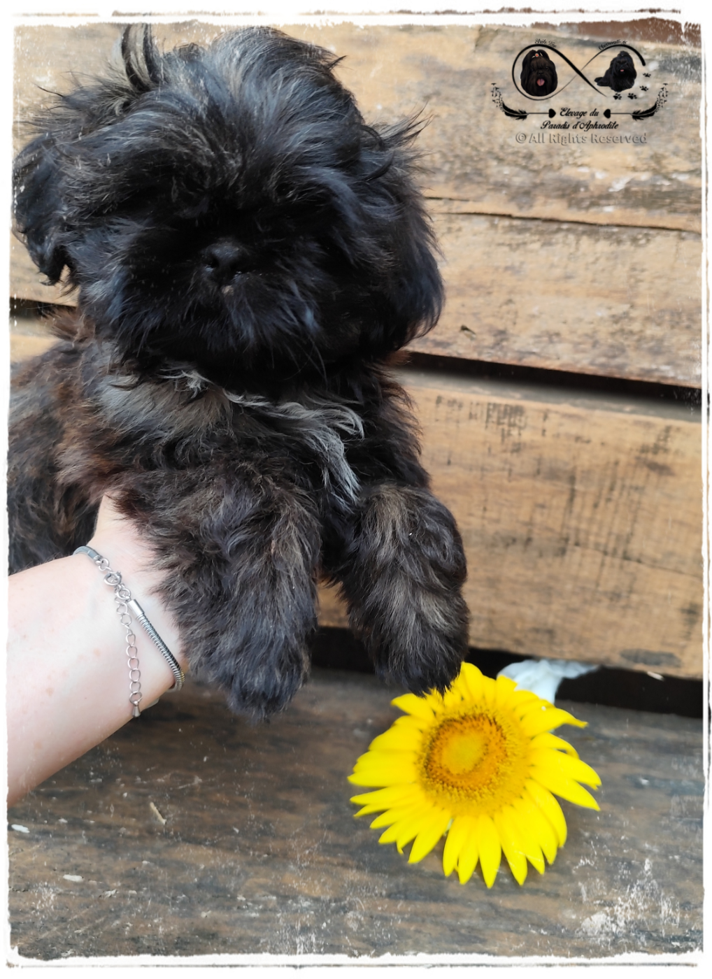 Publication : Du Paradis D'Aphrodite Auteur : Lepeculier Mathilde