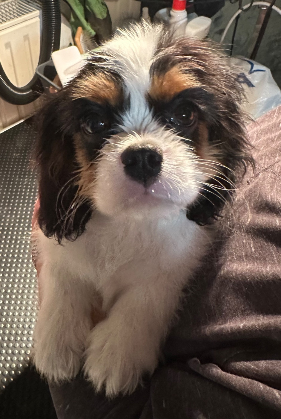 Publication : De Toucy Blue 