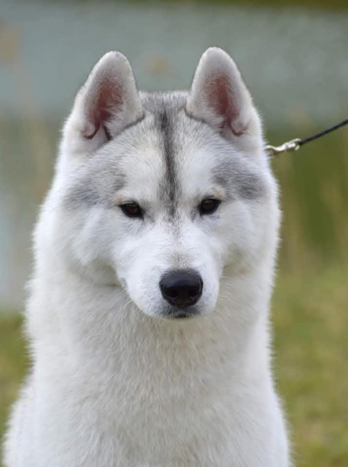 TARRAGON of siberian lady