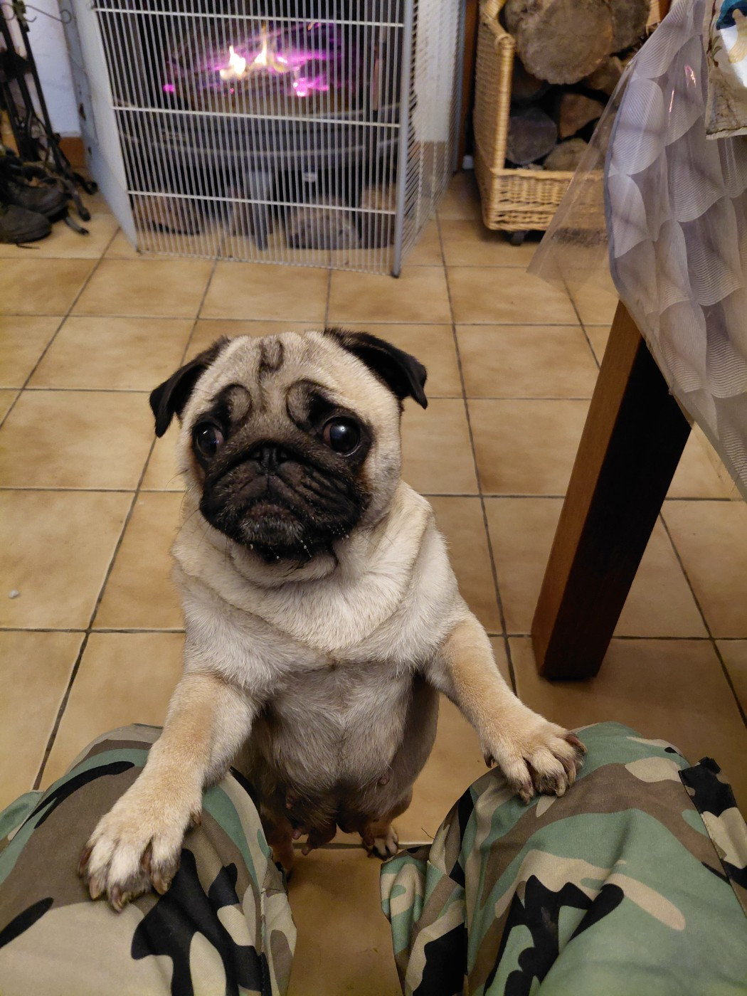 Publication : des joyeux cotillons 