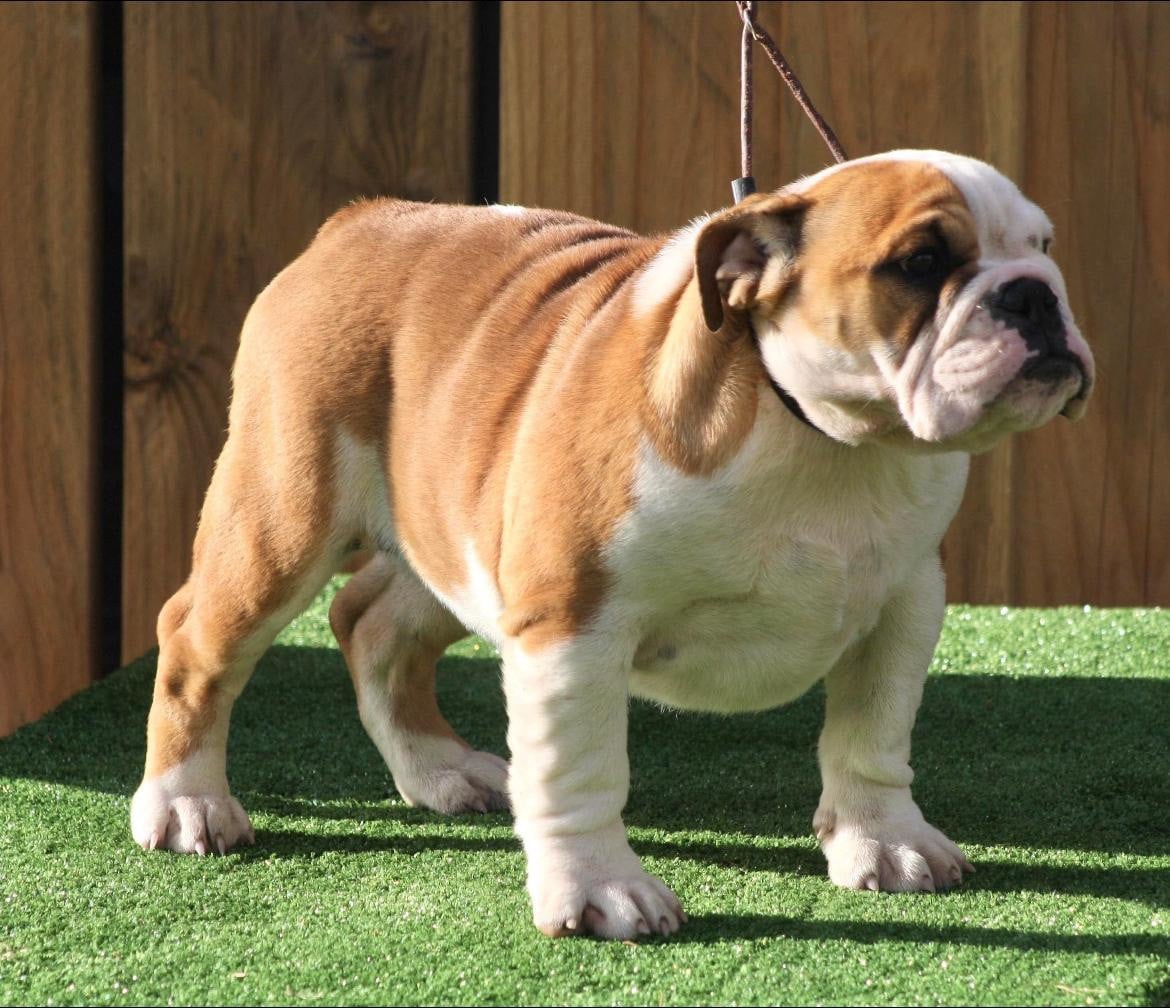 Publication : des bulls des hautes falaises 