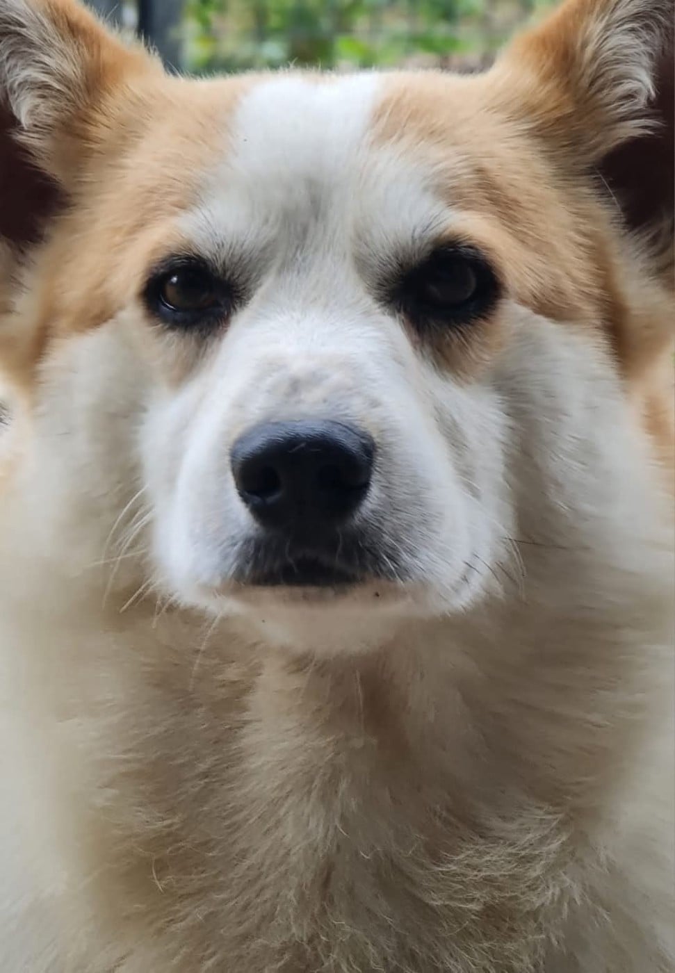 P'biscuit du mas de la fermine