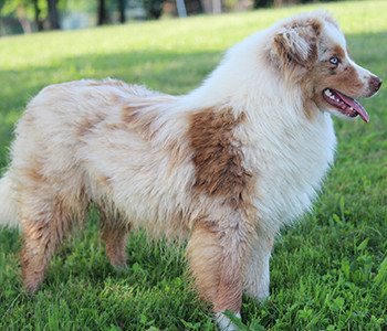 Publication : Des Minis Monts Bleus 