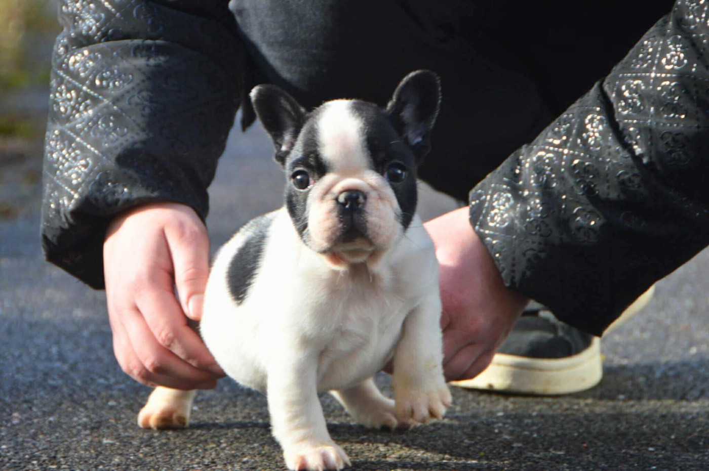 Publication : De L'Idylle Sacrée