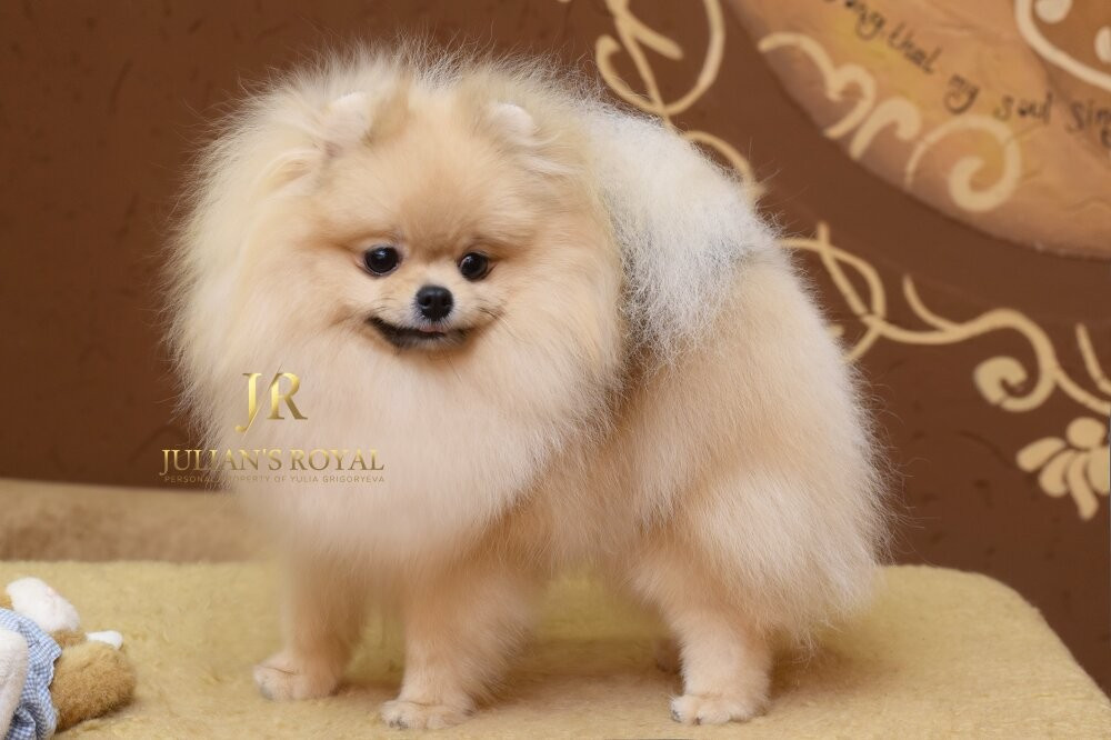 Gross lot julian's royal