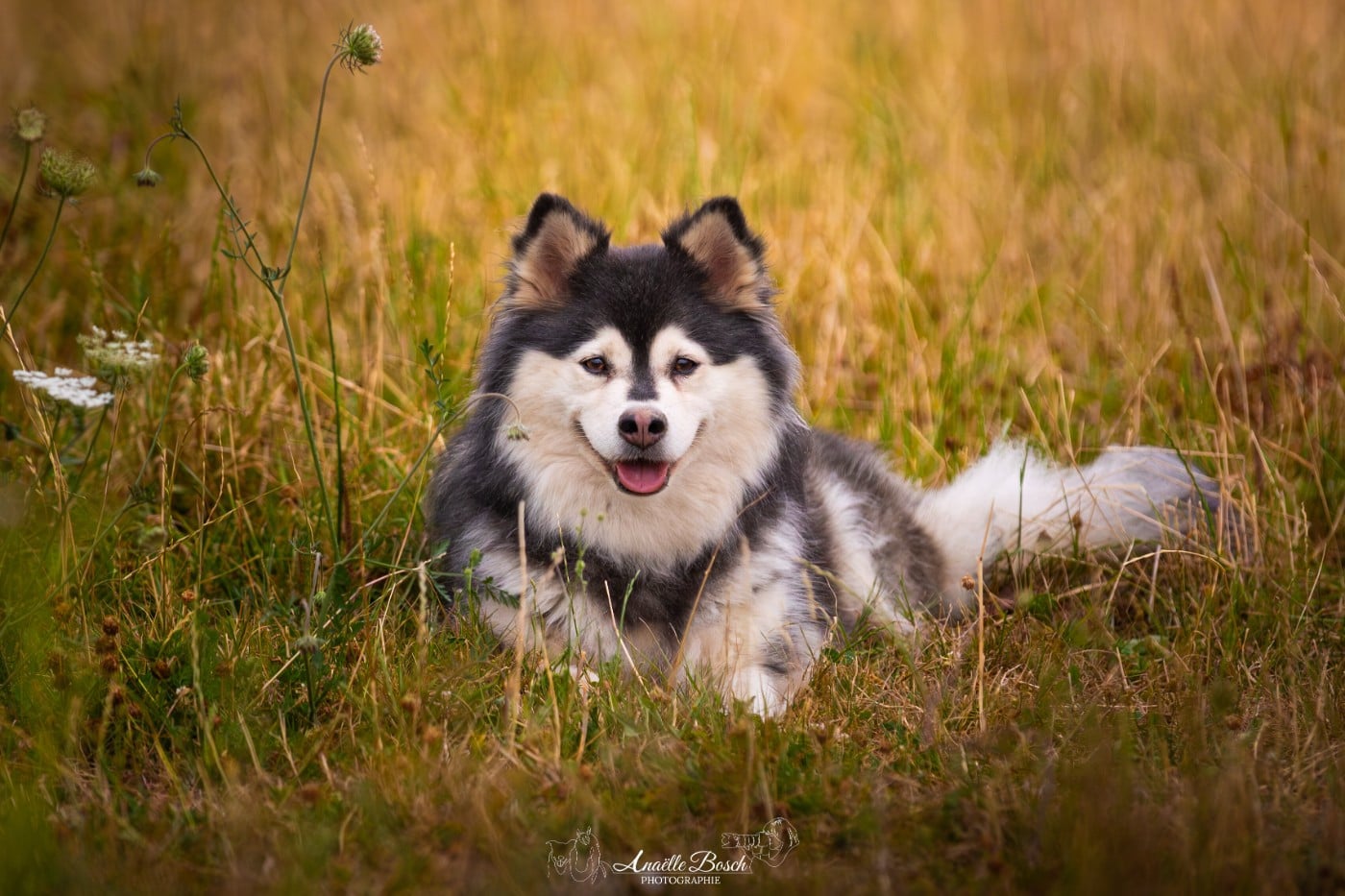 Shae des jardins de verone