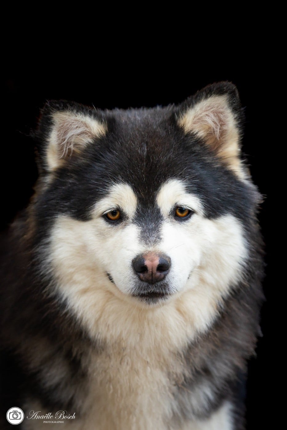 Publication : De L'Univers De Minima Auteur : Anaelle Bosh