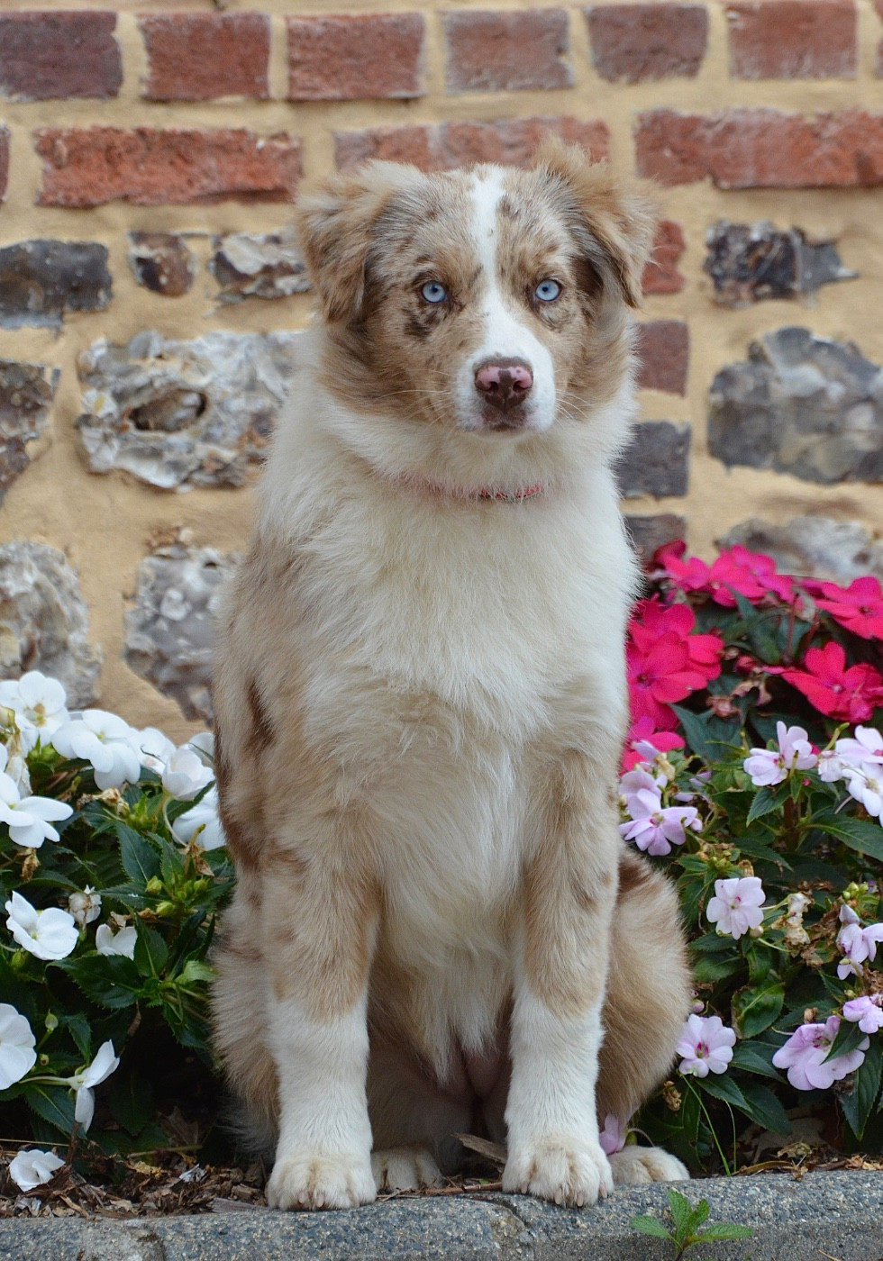 Publication : Dream Of Manou And Dounette 