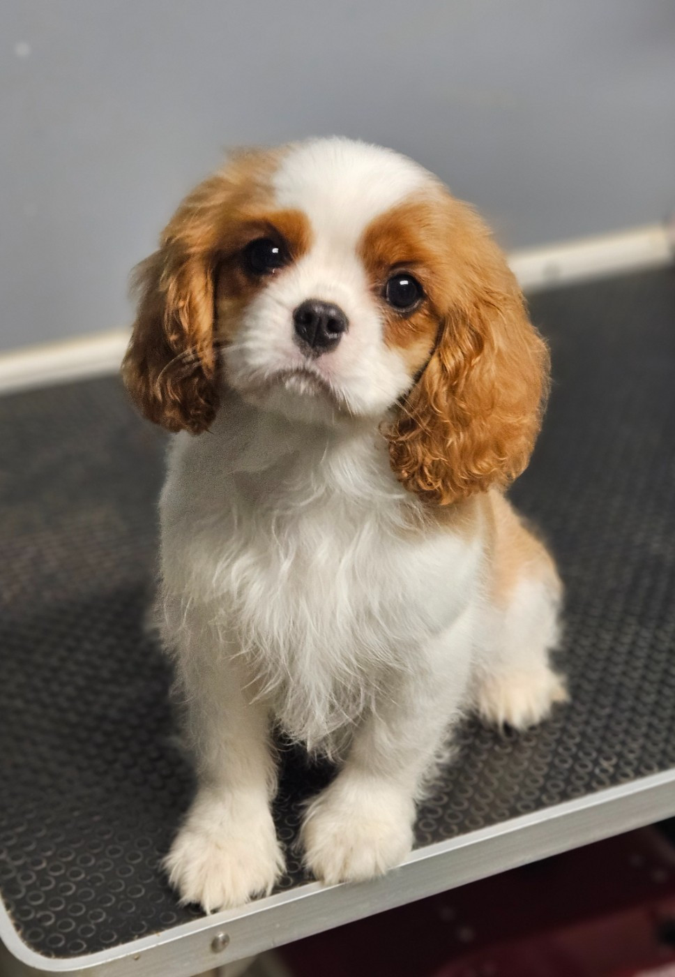 Publication : Des Précieuses Pierres Auteur : Marlène Mouillon