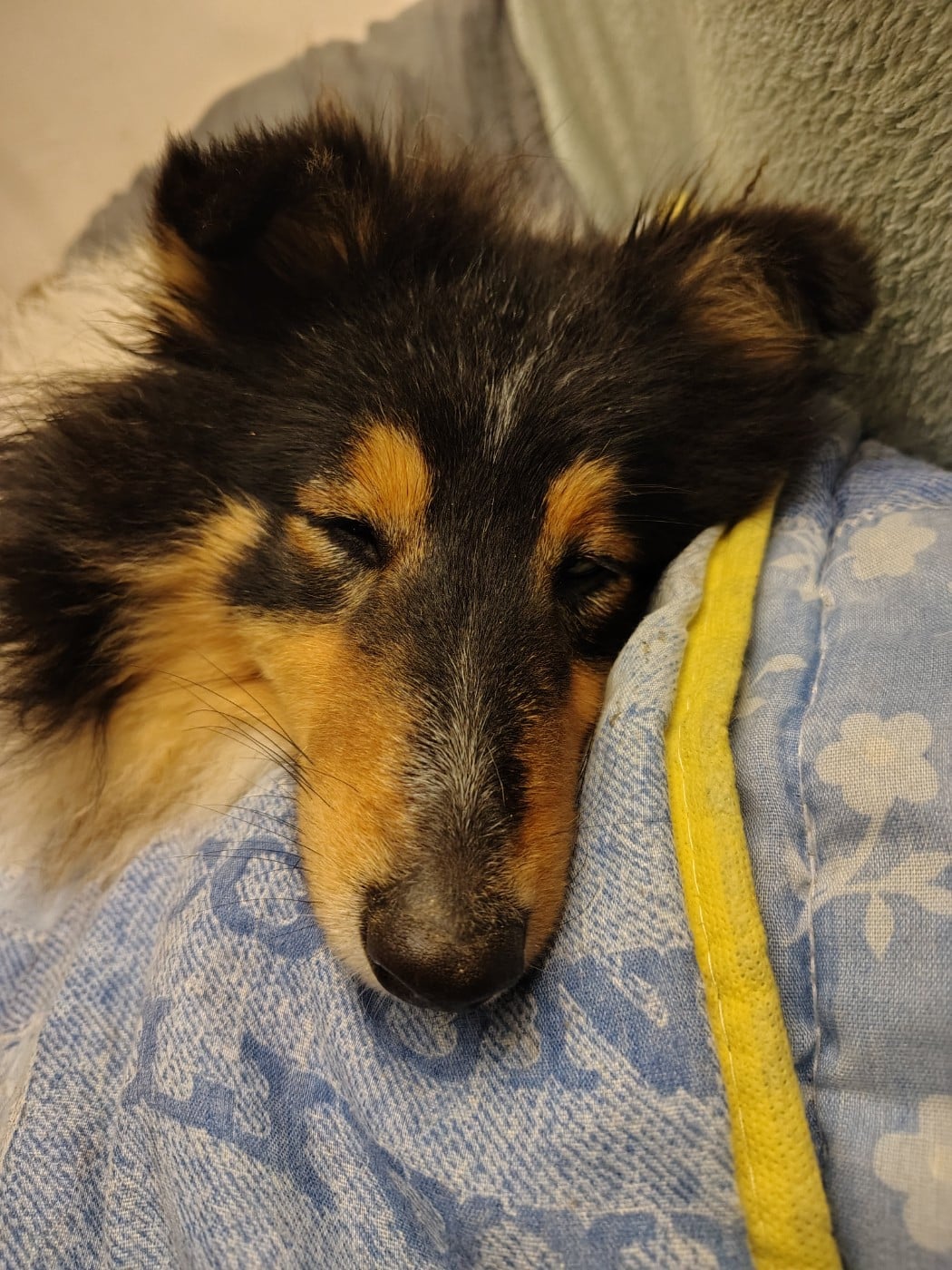 Publication : De La Forêt Des Celtes