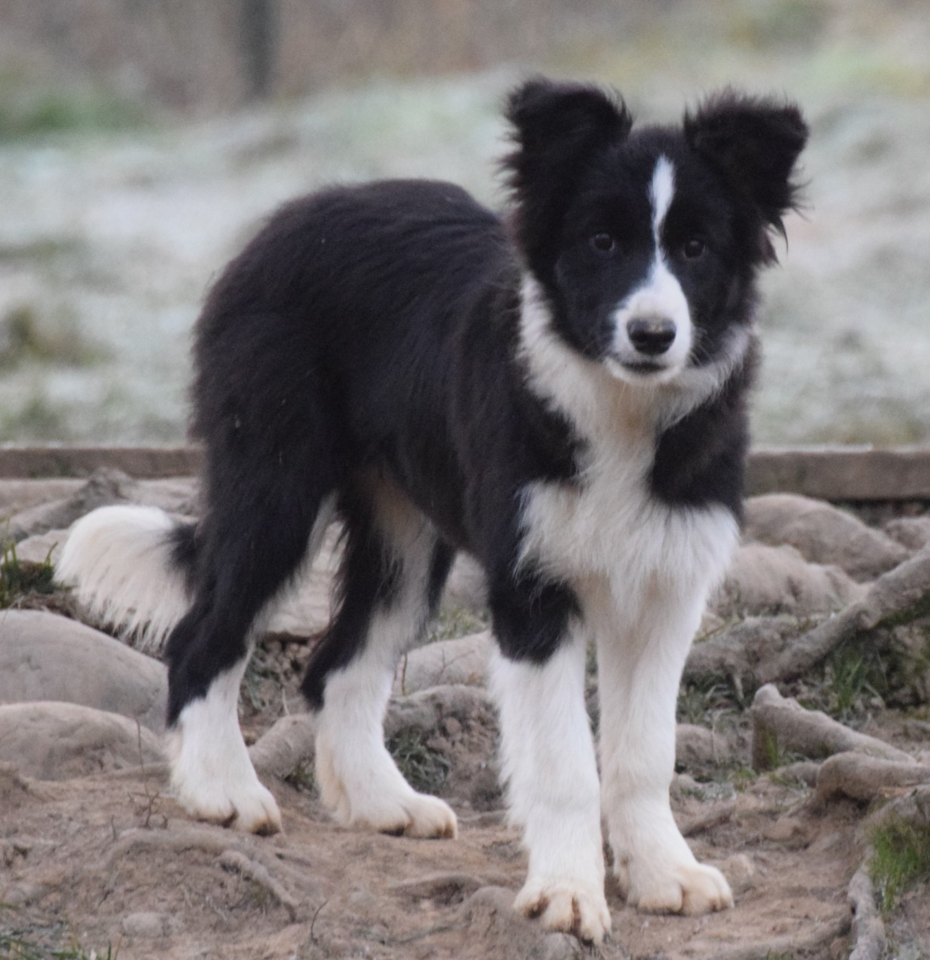 Publication : De La Vallee Du Douro Auteur : de la Vallée du Douro