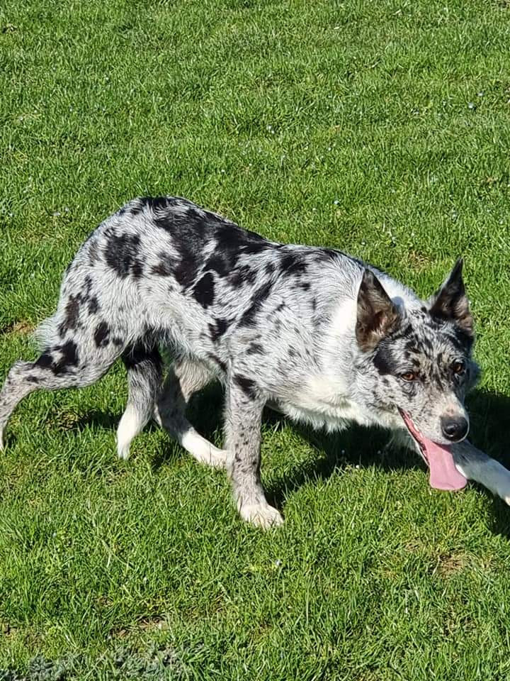 Publication : De La Ferme Du Bois Aux Agneaux Auteur : fanny loger