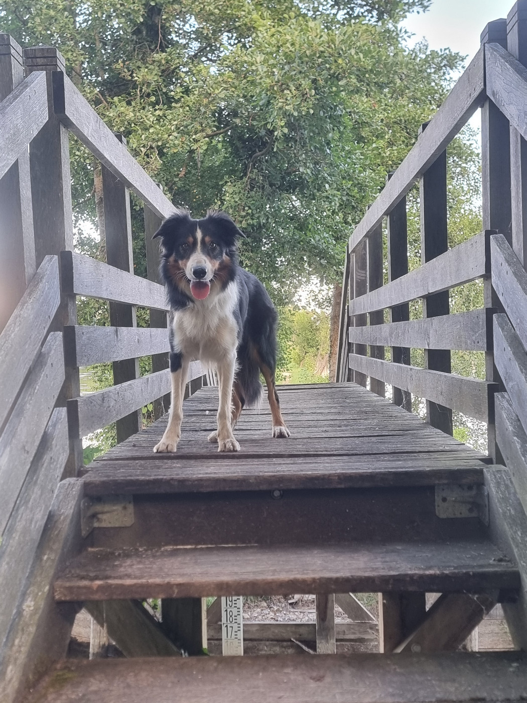 Publication : De La Ferme Du Bois Aux Agneaux Auteur : fanny loger