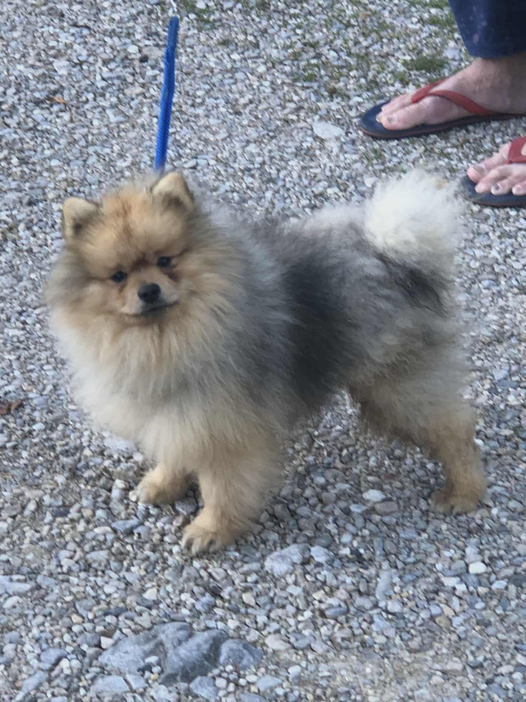 Publication : de la source des volcans Auteur : pascal chollet