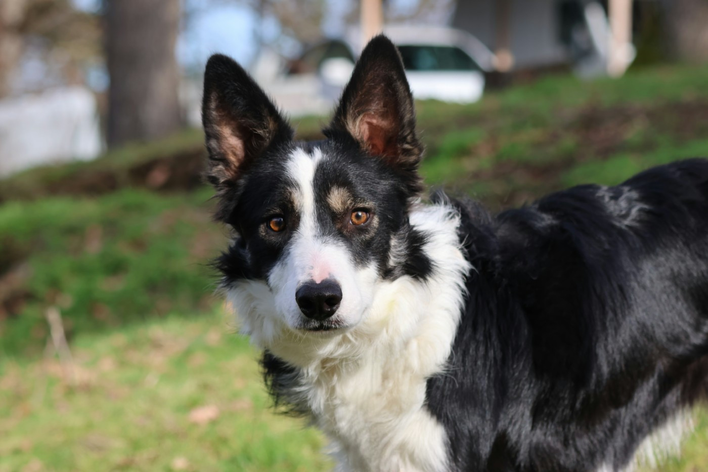 Publication : Du Domaine De La Fauvette 