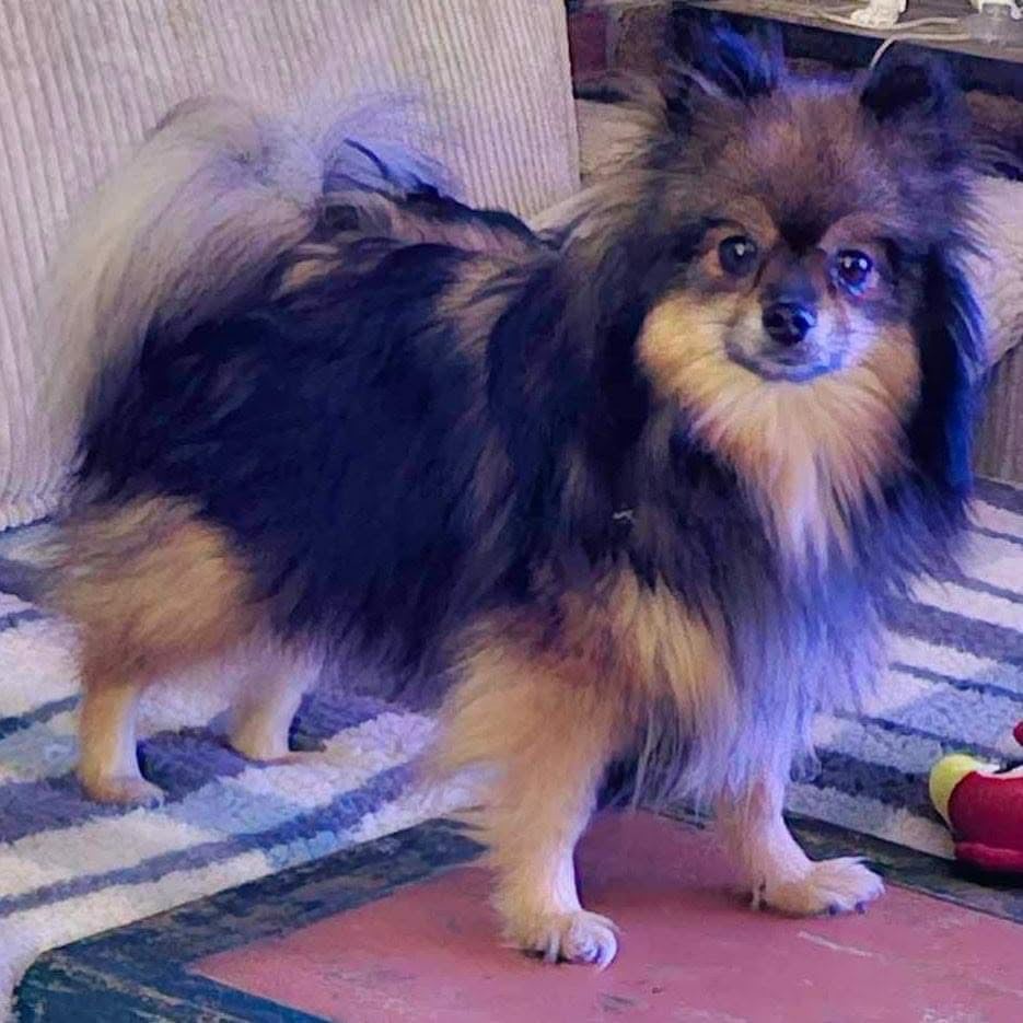 Publication : de la source des volcans Auteur : pascal chollet