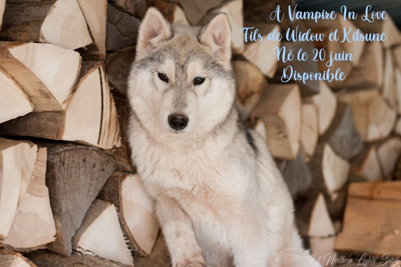 Publication : Of Northern Lights Spirit