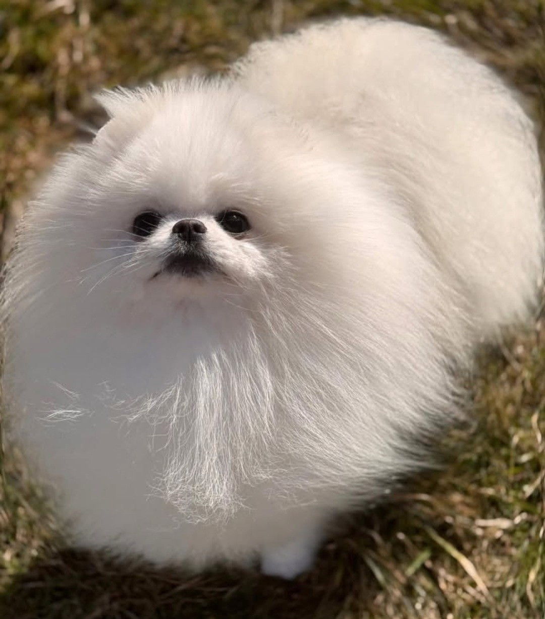 Vaymona Belosnezhnyy favorit