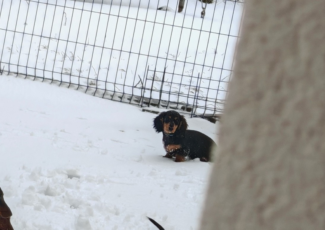 Publication : the New Life Des Collines Noires Auteur : The New Life Des Collines Noires