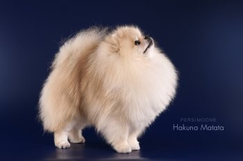 Hakuna Matata Of Persimoone