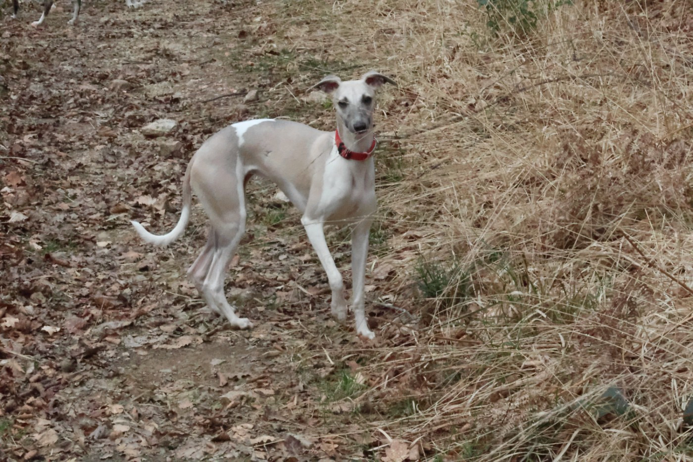 Publication : Dear Sweety 