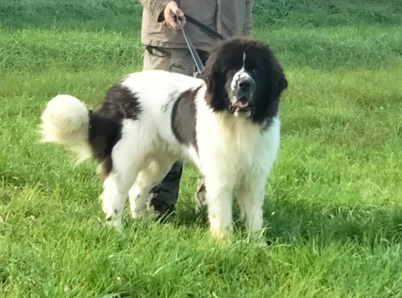 Publication : de la ferme de Terranova Auteur : fdt