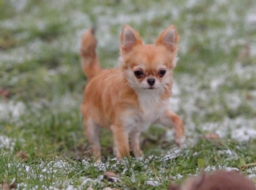 Publication : des Anges Éternels 