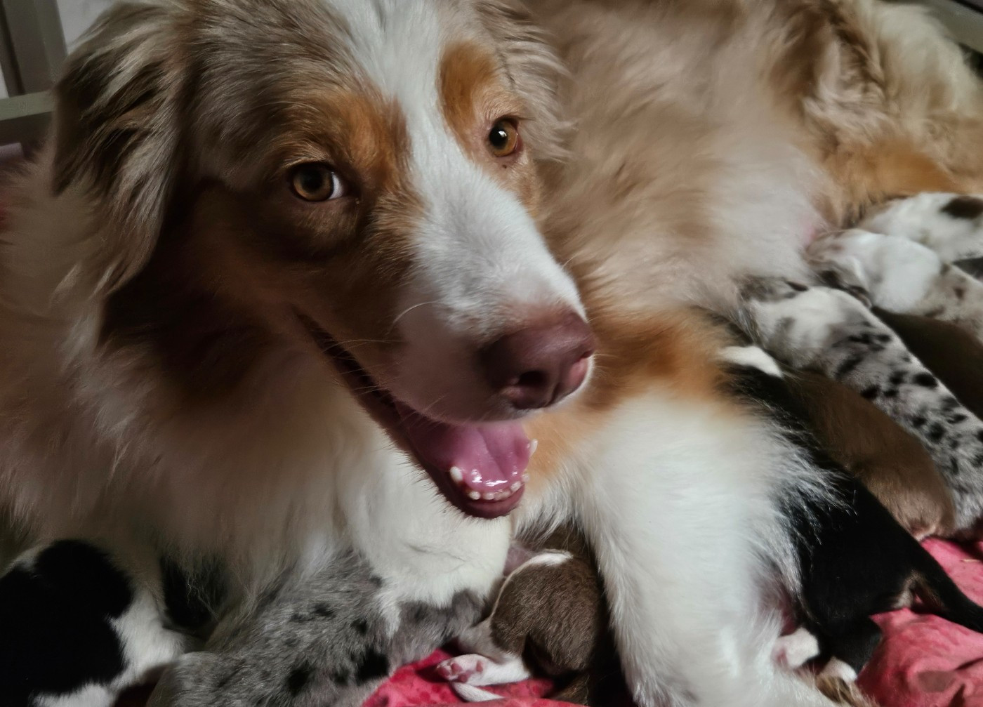 Publication : Des Pampelumes