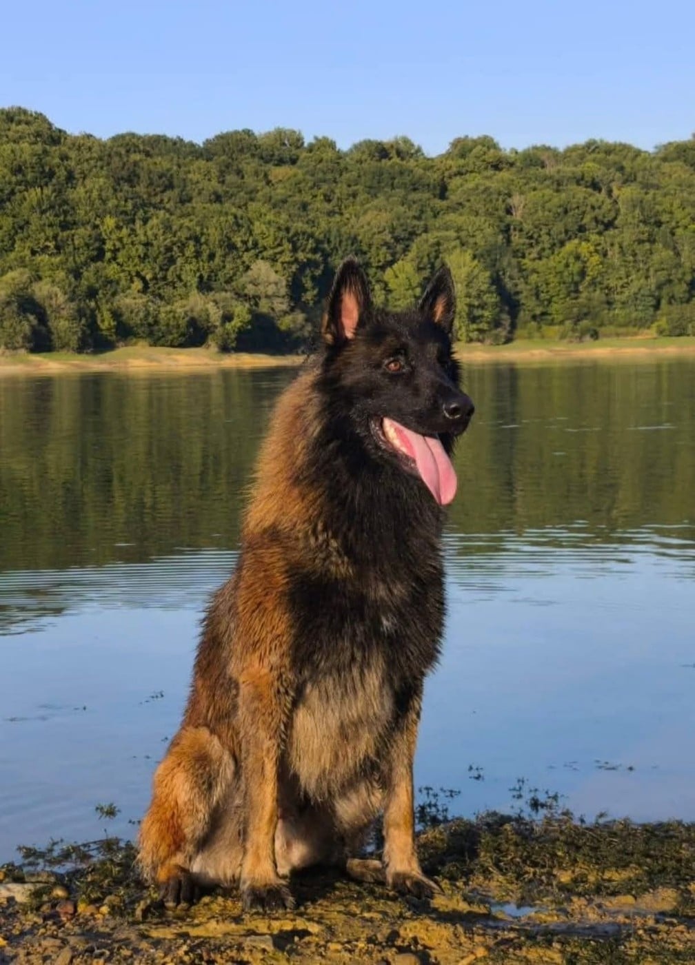 Publication : vom Schloss Rickens Auteur : Elevage canin Vom Schloss Ricken